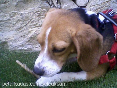 daisy Dişi Beagle