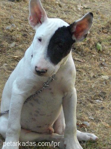 mayki Erkek Bull Terrier