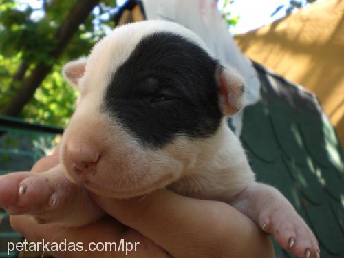 mayki Erkek Bull Terrier