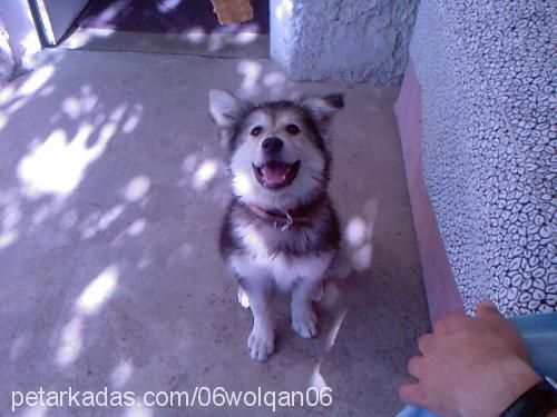 era Dişi Alaskan Malamute