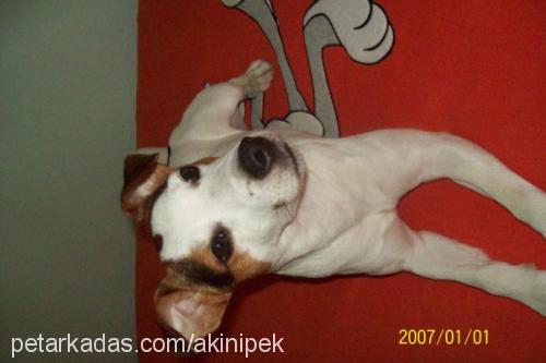 jacky Erkek Jack Russell Terrier