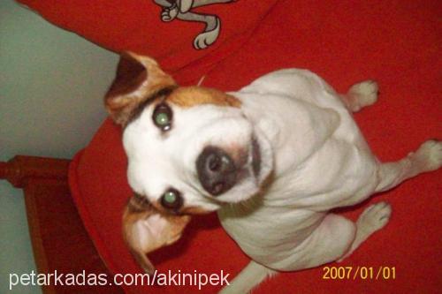 jacky Erkek Jack Russell Terrier