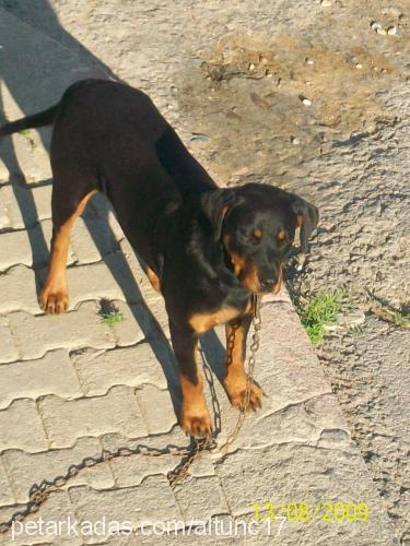 gÜmÜŞ Dişi Rottweiler