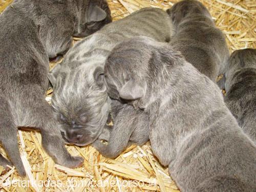 bebisler Erkek Napoliten Mastiff