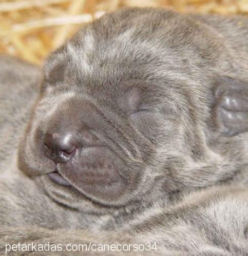 bebisler Erkek Napoliten Mastiff