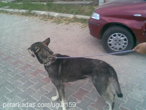 wolf Erkek Sibirya Kurdu (Husky)