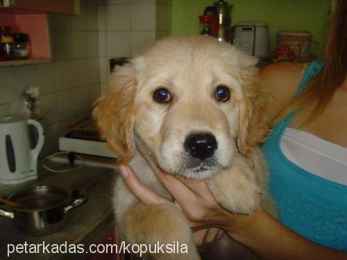 çakıl Dişi Golden Retriever