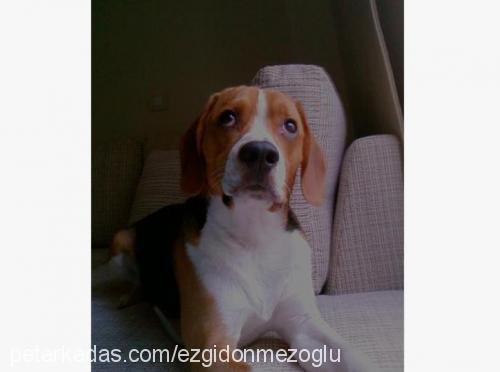 whisky Erkek Beagle