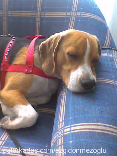 whisky Erkek Beagle