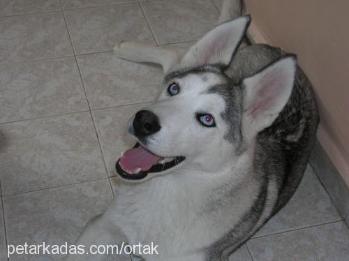 rüzgar Erkek Sibirya Kurdu (Husky)