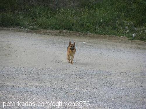 ablla Dişi Alman Çoban Köpeği