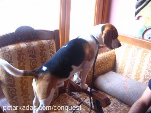 osman Erkek Beagle