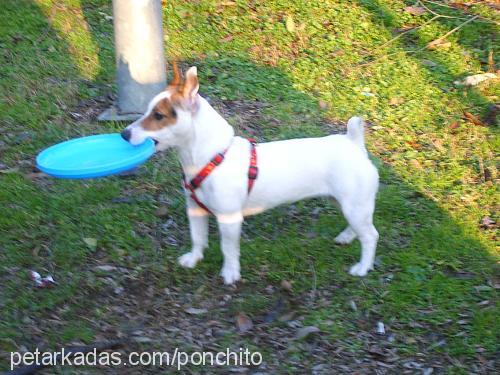 ponchito Dişi Jack Russell Terrier