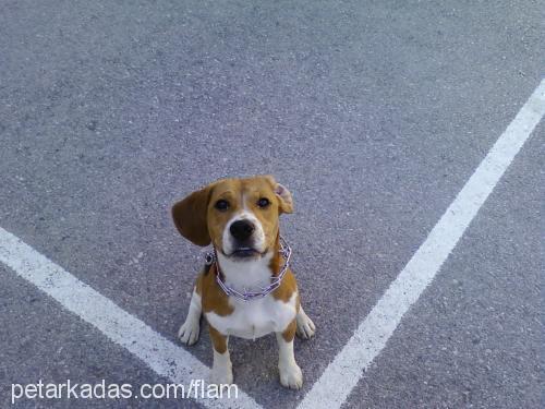 flam Erkek Beagle
