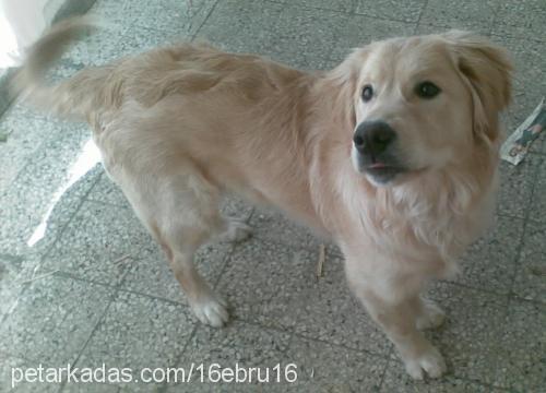 kral Erkek Golden Retriever