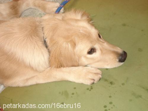 kral Erkek Golden Retriever