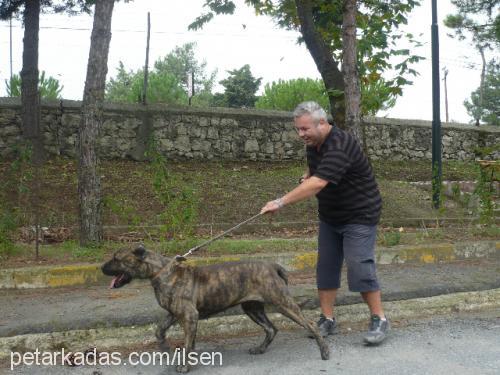 shaba Dişi Mastiff