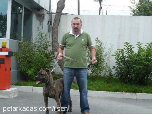 shaba Dişi Mastiff