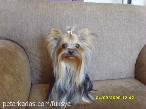 İsadora Dişi Yorkshire Terrier