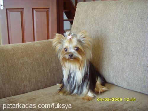 İsadora Dişi Yorkshire Terrier