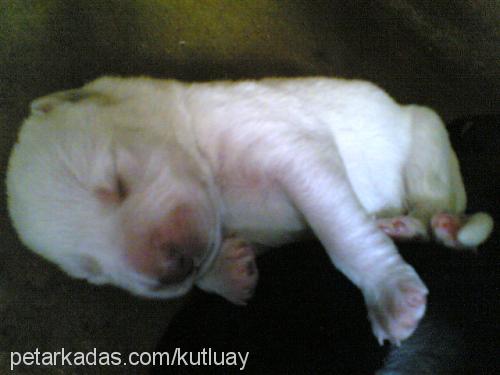 beyaz Erkek Labrador Retriever