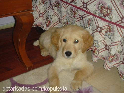 çakıl Dişi Golden Retriever