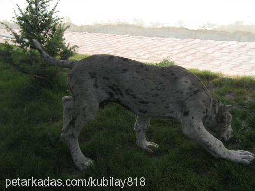 duman Erkek Great Dane (Danua)