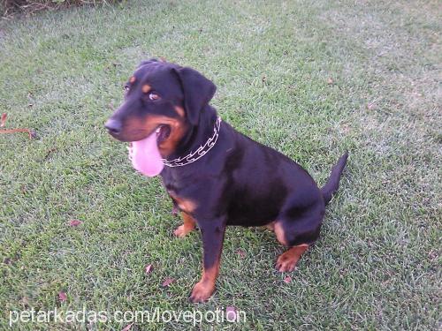 hera Dişi Rottweiler