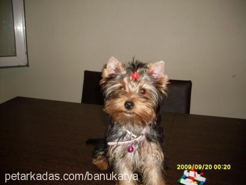 bella Dişi Yorkshire Terrier