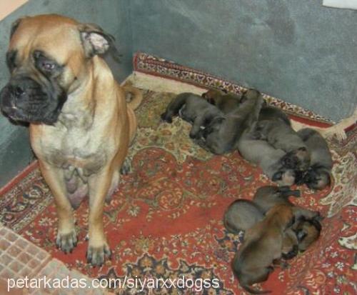 vudduuuuuuuuu Dişi Bullmastiff