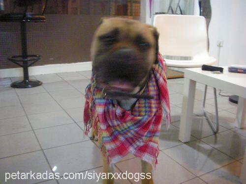 vudduuuuuuuuu Dişi Bullmastiff