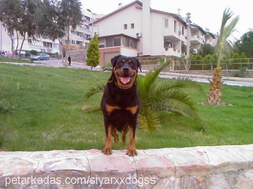 ateş Dişi Rottweiler