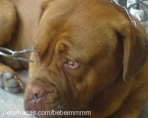 dost Erkek Fransız Mastiff