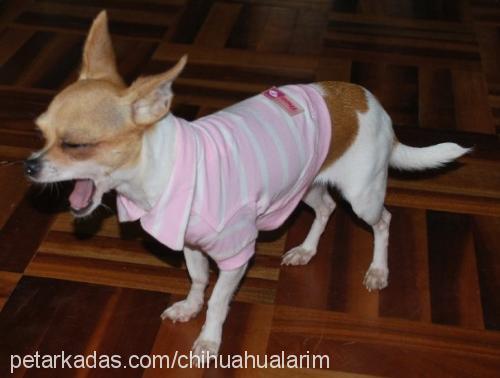 pinky Dişi Chihuahua