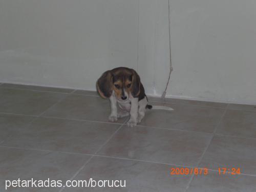 lulu Dişi Beagle