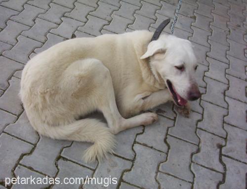 haydarcan Erkek Golden Retriever