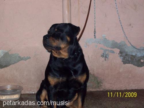 tazz Erkek Rottweiler