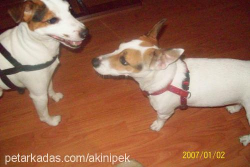 jacky Erkek Jack Russell Terrier