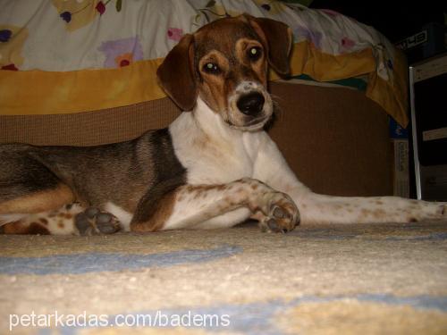 efe Erkek Beagle