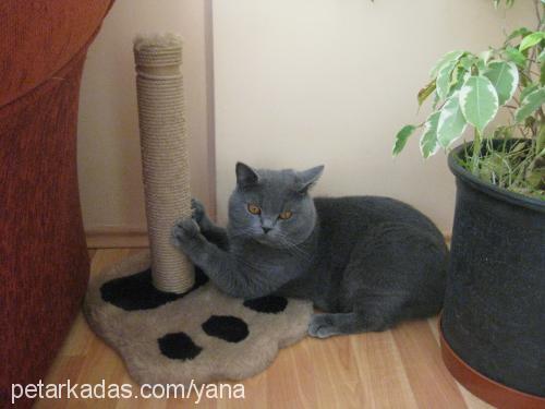 archibald Erkek British Shorthair