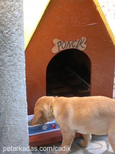 ponçik Dişi Labrador Retriever