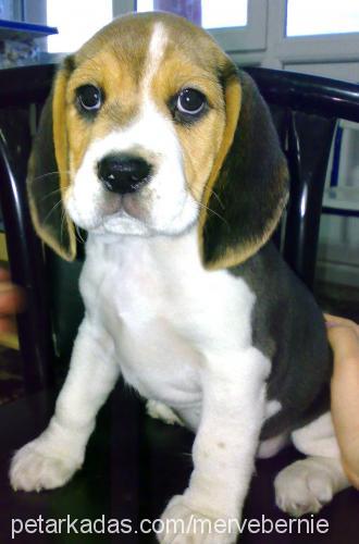 puppy Erkek Beagle