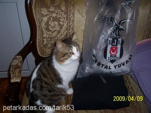 kartal Erkek Tekir Kedi