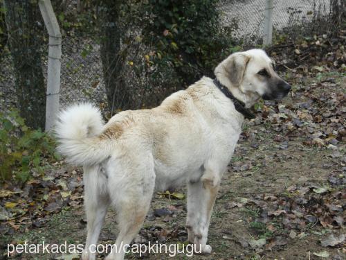 dost Erkek Kangal