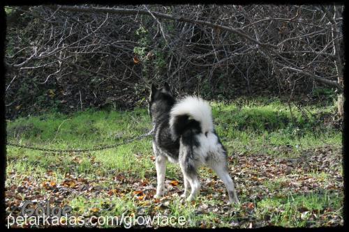 qölqe Erkek Sibirya Kurdu (Husky)