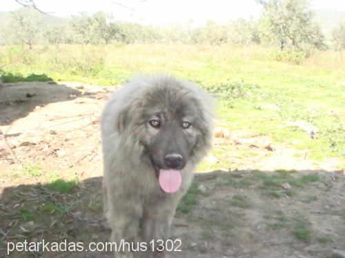 maya Dişi Kars Çoban Köpeği