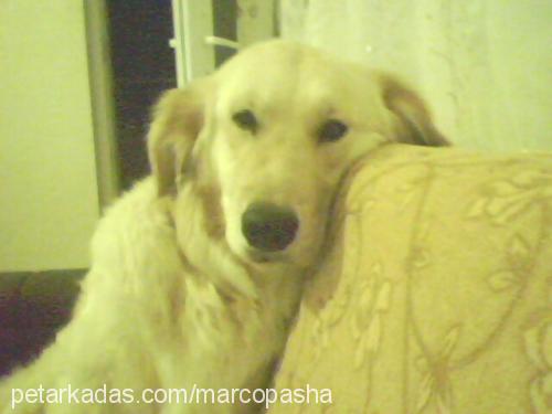 naz Dişi Golden Retriever