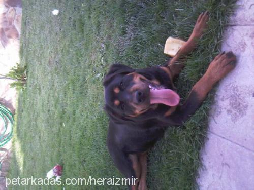 hera Dişi Rottweiler