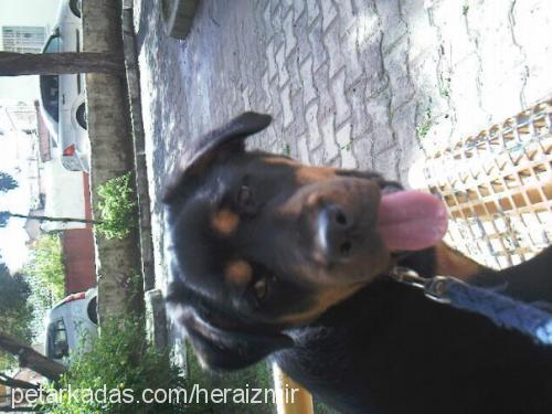 hera Dişi Rottweiler