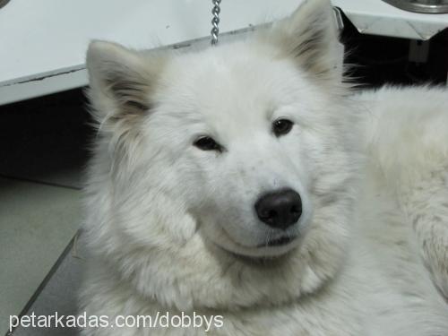 roxy Dişi Samoyed